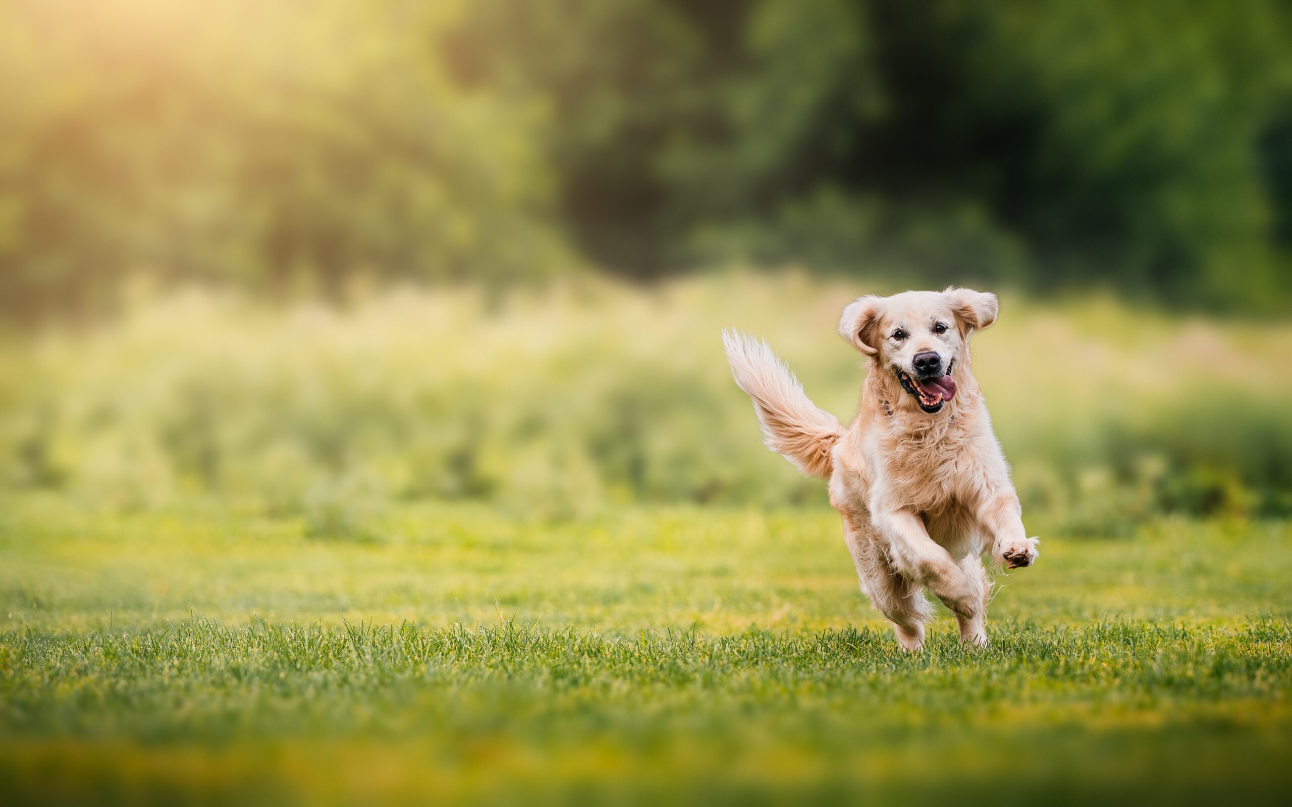 DOG TRAINING