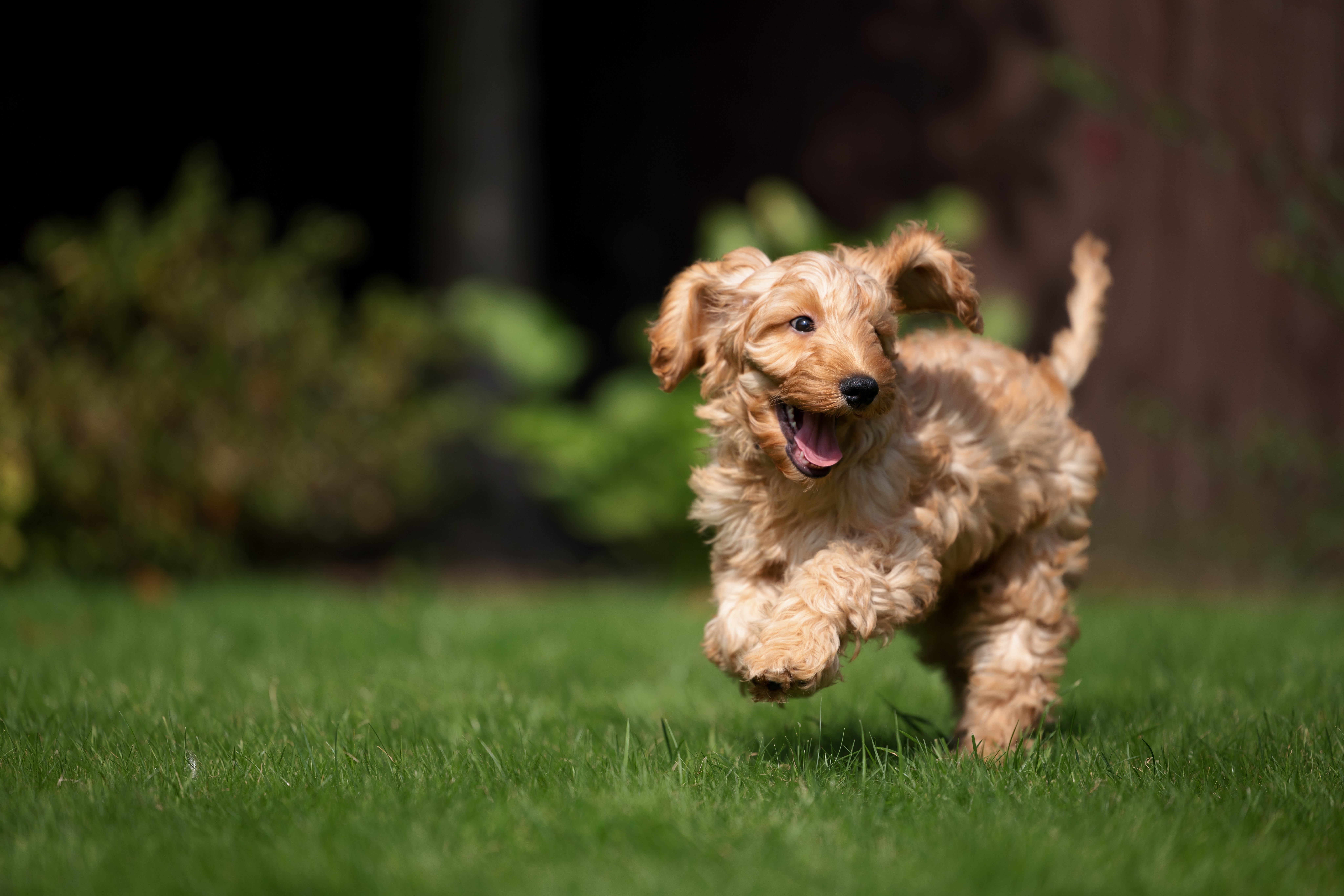 DOG TRAINING