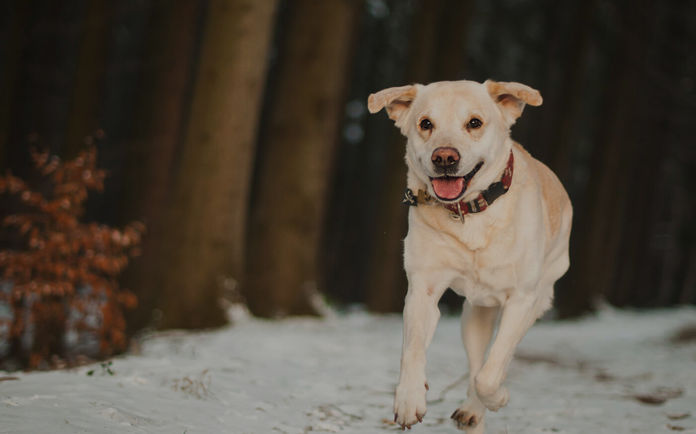 DOG TRAINING